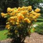 Azalea – Golden Lights – #2 Container